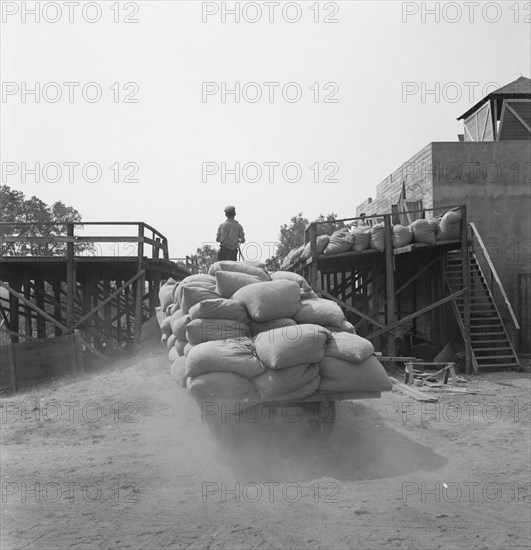 Hop, transported from field to kiln, near Grants Pass, Josephine County, Oregon, 1939. Creator: Dorothea Lange.