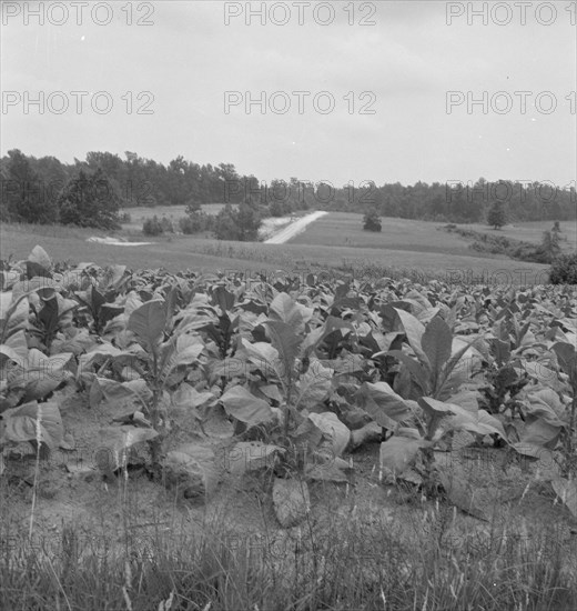 Possibly: Bright cigarette tobacco growing in..., near Upchurch, North Carolina, 1939. Creator: Dorothea Lange.