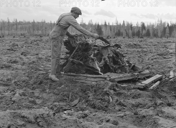 Possibly: Ex-lumber mill worker clears eight-acre field after..., Boundary County, Idaho, 1939. Creator: Dorothea Lange.