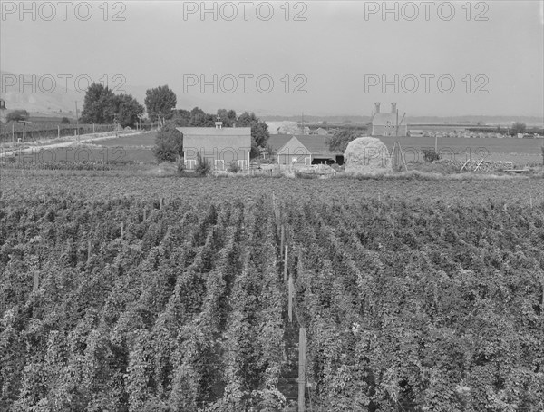 Looking down on hop yard on French-Canadian farm, Yakima Valley, Washington, 1939. Creator: Dorothea Lange.