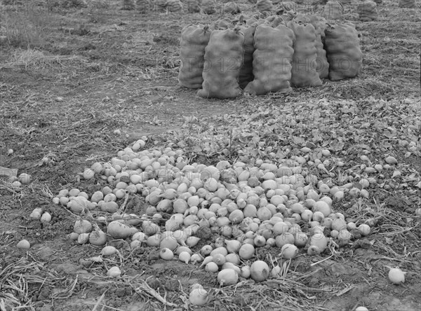 Onions in sacks are drying, Malheur County, Oregon, 1939. Creator: Dorothea Lange.