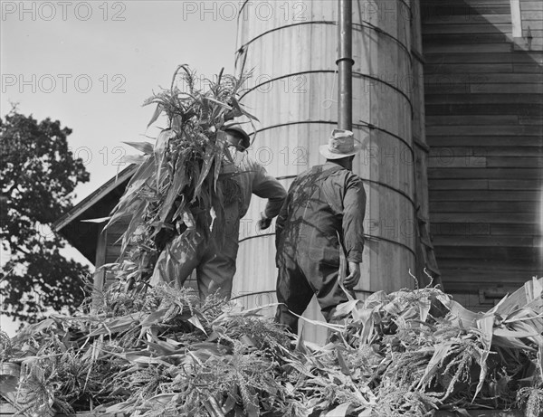 Cooperating farmers feeding corn from the wagon..., Yamhill County, Oregon, 1939. Creator: Dorothea Lange.