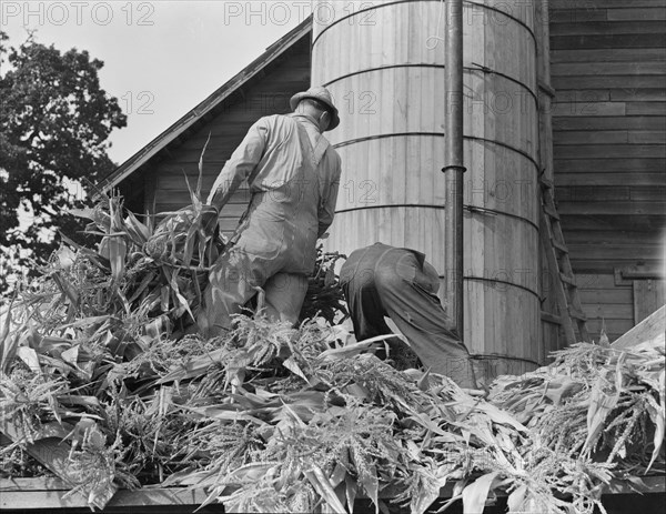 Cooperating farmers feeding corn from the wagon..., Yamhill County, Oregon, 1939. Creator: Dorothea Lange.