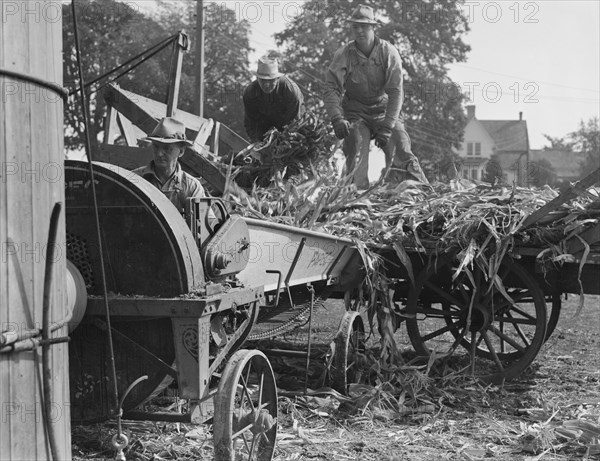 Cooperating farmers feeding corn from the wagon..., Yamhill County, Oregon, 1939. Creator: Dorothea Lange.