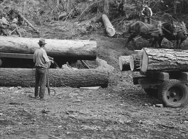 Members of Ola self-help sawmill co-op rolling white fir log..., Gem County, Idaho, 1939. Creator: Dorothea Lange.