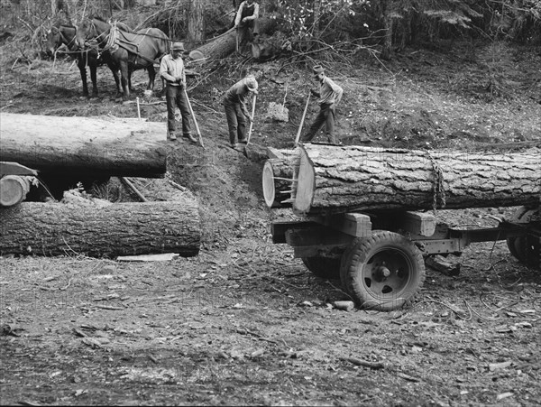 Members of Ola self-help sawmill co-op rolling white fir log..., Gem County, Idaho, 1939. Creator: Dorothea Lange.