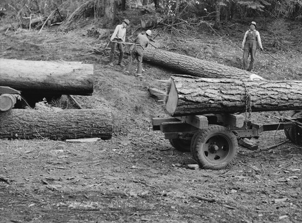 Members of Ola self-help sawmill co-op rolling white fir log..., Gem County, Idaho, 1939. Creator: Dorothea Lange.