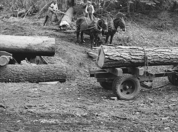 Members of Ola self-help sawmill co-op rolling white fir log..., Gem County, Idaho, 1939. Creator: Dorothea Lange.