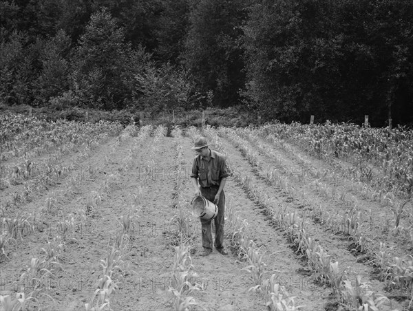 Hand irrigation on small rented...farm, Grays Harbor County, Western Washington, 1939. Creator: Dorothea Lange.