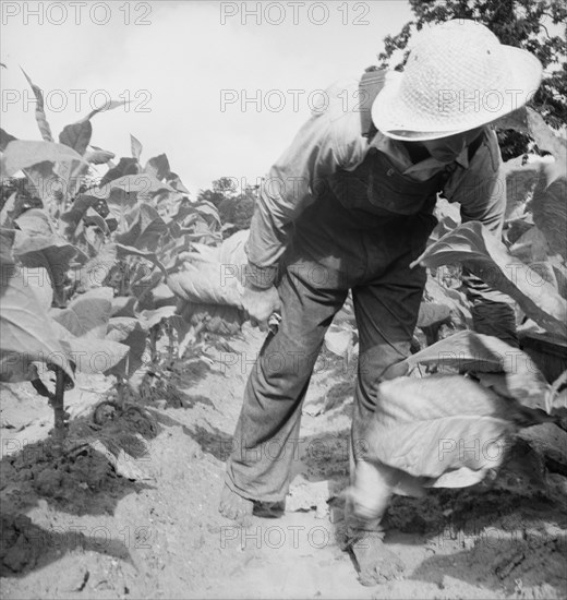 Possibly: White sharecropper, Mr. Taylor, Granville County, North Carolina, 1939. Creator: Dorothea Lange.