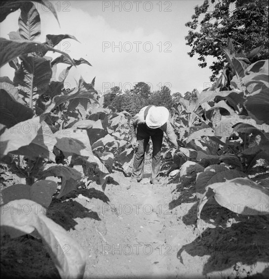 Possibly: White sharecropper, Mr. Taylor, Granville County, North Carolina, 1939. Creator: Dorothea Lange.