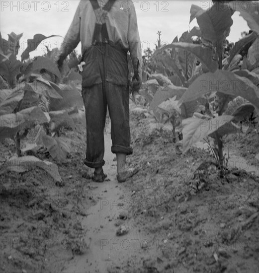 Possibly: White sharecropper, Mr. Taylor, Granville County, North Carolina, 1939. Creator: Dorothea Lange.