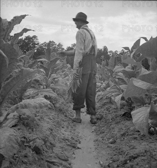 Possibly: White sharecropper, Mr. Taylor, Granville County, North Carolina, 1939. Creator: Dorothea Lange.