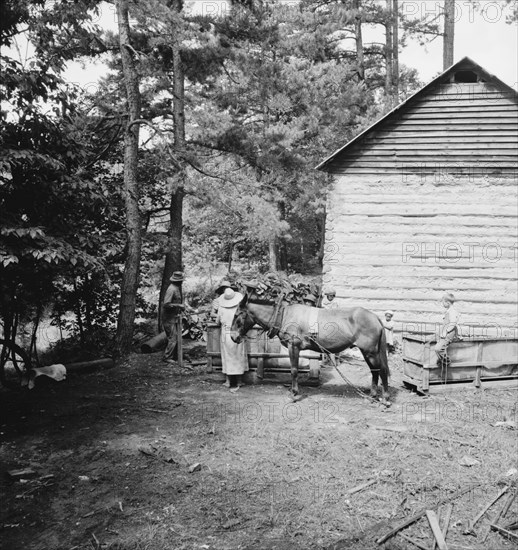 Possibly: Young son of tenant farmer gathering sticks..., Granville County, North Carolina, 1939. Creator: Dorothea Lange.