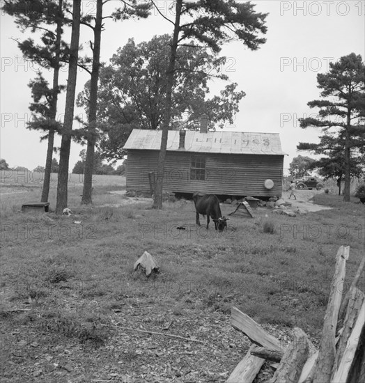 Possibly: Negro sharecropper house seen from rear, Person County, North Carolina, 1939. Creator: Dorothea Lange.