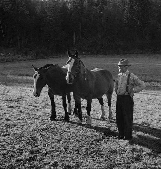 Farmer shown with his team..., near Centralia, Lewis County, Wester Washington, 1939. Creator: Dorothea Lange.