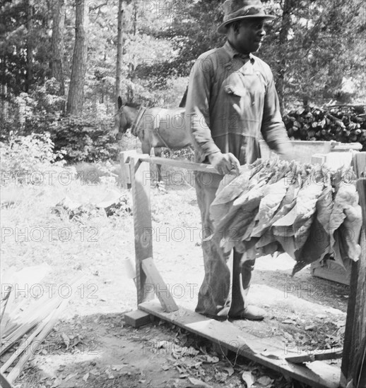 Possibly: Stringing tobacco, Granville County, North Carolina, 1939. Creator: Dorothea Lange.