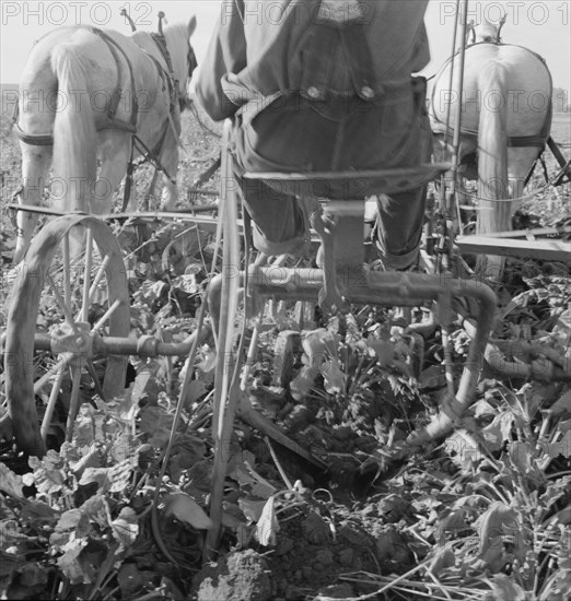 Sugar beet lifter in older settler's field..., near Ontario, Malheur County, Oregon, 1939. Creator: Dorothea Lange.