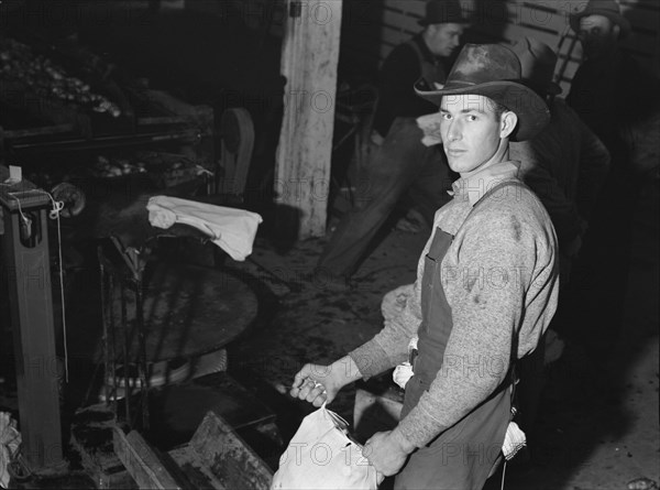 In packing shed, grading and sacking potat..., Tulelake, Siskiyou County, California, 1939 Creator: Dorothea Lange.