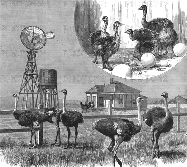 '' Ostrich Farm at Los Angeles, California', 1888. Creator: Unknown.