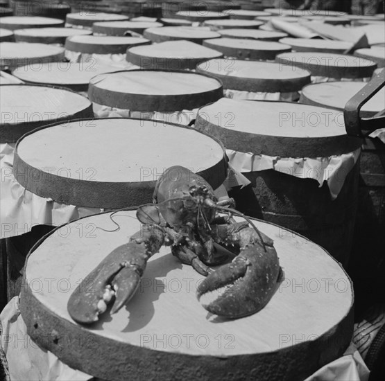 Possibly: A large lobster brought in by the New England fishing boat Fulton..., New York, 1943. Creator: Gordon Parks.