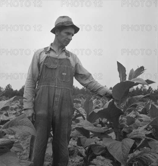 Possibly: Children helping father, tobacco sharecropper..., Person County, North Carolina, 1939. Creator: Dorothea Lange.