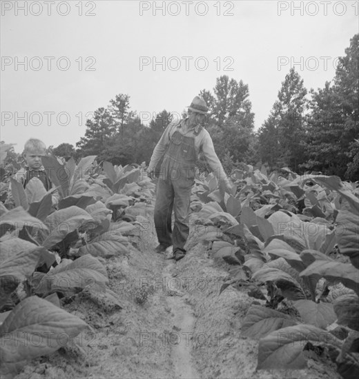 Possibly: Children helping father, tobacco sharecropper..., Person County, North Carolina, 1939. Creator: Dorothea Lange.