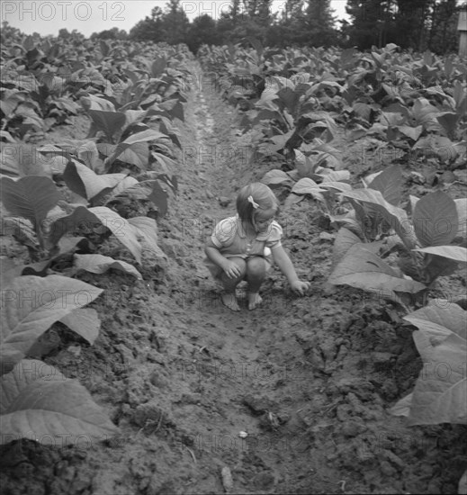 Possibly: Children helping father, tobacco sharecropper..., Person County, North Carolina, 1939. Creator: Dorothea Lange.