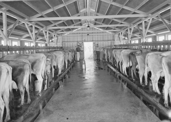 Dairy farm and herd, FSA Mineral King Cooperative Association, Tulare County, California, 1939. Creator: Dorothea Lange.