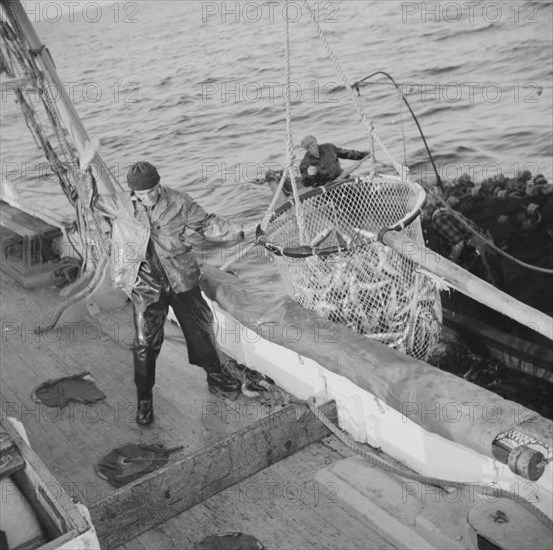 Franasco Parisi, youngest member of the Alden's crew, motioning for the skipper to hoist.., 1943. Creator: Gordon Parks.