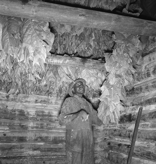 Possibly: Son of sharecropper...hanging up strung tobacco..., Shoofly, North Carolina, 1939. Creator: Dorothea Lange.