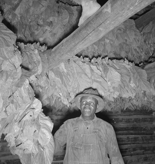 Possibly: Son of sharecropper...hanging up strung tobacco inside barn, Shoofly, North Carolina, 1939 Creator: Dorothea Lange.