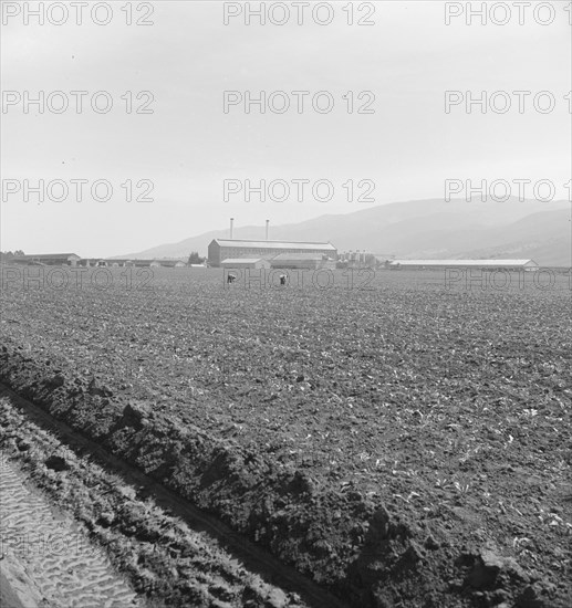 Spreckels sugar factory and sugar beet field, Monterey County, California, 1939. Creator: Dorothea Lange.