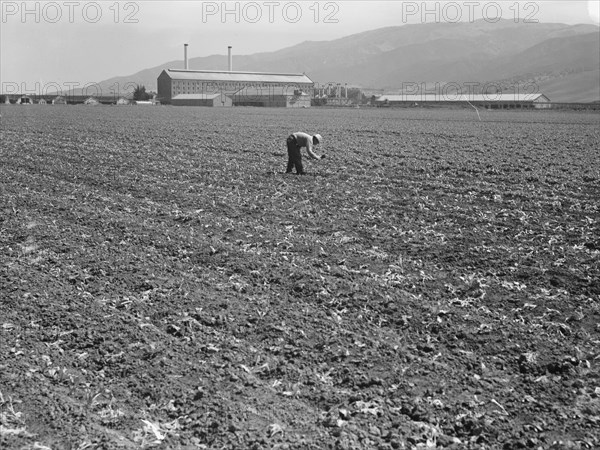 Spreckels sugar factory and sugar beet field, Monterey County, California, 1939. Creator: Dorothea Lange.