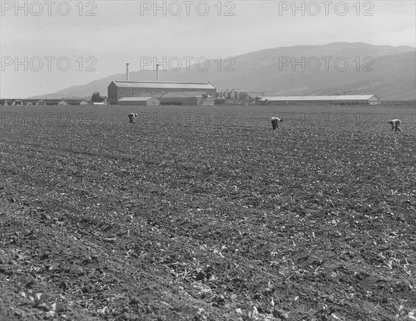 Spreckels sugar factory and sugar beet field, Monterey County, California, 1939. Creator: Dorothea Lange.