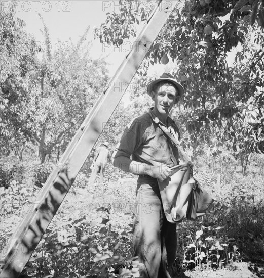 Possibly: Picking pears, Pleasant Hill Orchard, Yakima Valley, Washington, 1939. Creator: Dorothea Lange.