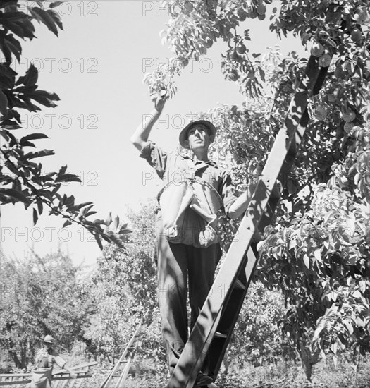 Possibly: Picking pears, Pleasant Hill Orchard, Yakima Valley, Washington, 1939. Creator: Dorothea Lange.