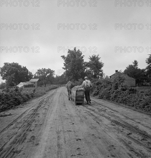 Mr. Taylor and wage laborer slide the tobacco to barn..., Granville County, North Carolina, 1939. Creator: Dorothea Lange.