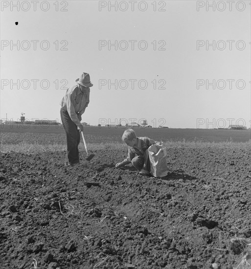 Father and son planting potatoes, outskirts of Salinas, California, 1939. Creator: Dorothea Lange.