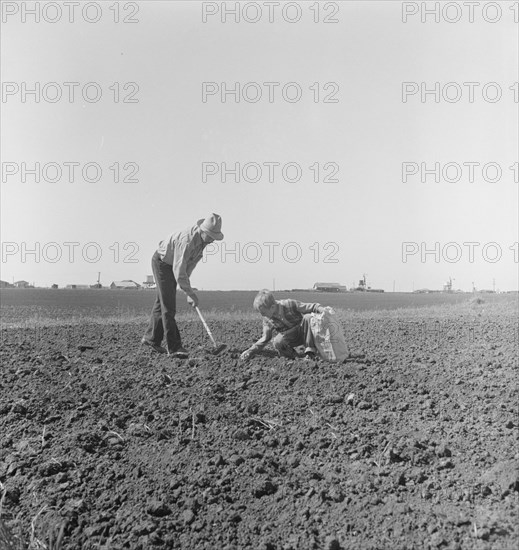 Father and son planting potatoes, outskirts of Salinas, California, 1939. Creator: Dorothea Lange.