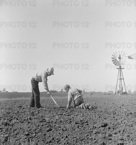 Father and son planting potatoes, outskirts of Salinas, California, 1939. Creator: Dorothea Lange.