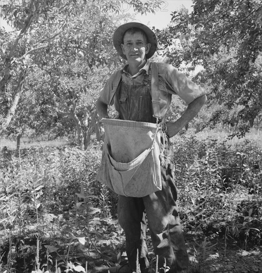 Fruit tramp, Yakima Valley, Wahington, 1939. Creator: Dorothea Lange.