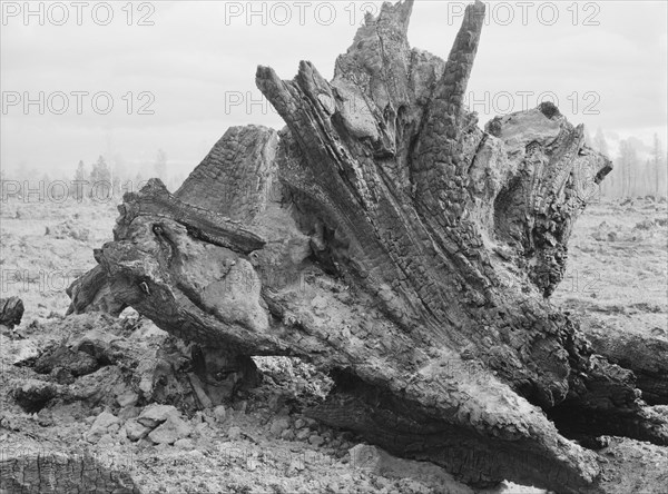 Cedar stump in field which family is clearing by means of FSA loan, Boundary County, Idaho, 1939. Creator: Dorothea Lange.