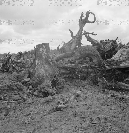 Close-up of stump pile before burning, Michigan Hill, Thurston County, Washington, 1939. Creator: Dorothea Lange.