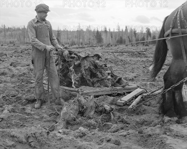 Ex-lumber mill worker clears eight-acre field after..., Boundary County, Idaho, 1939. Creator: Dorothea Lange.