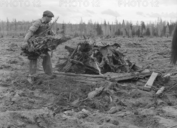 Ex-lumber mill worker clears eight-acre field after bulldozer..., Boundary County, Idaho, 1939. Creator: Dorothea Lange.