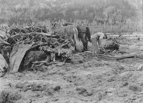 Ex-lumber mill worker clears eight-acre field after bulldozer..., Boundary County, Idaho, 1939. Creator: Dorothea Lange.