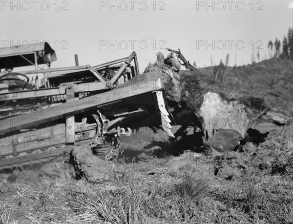 Possibly: Bulldozer raises and pushes stump on cut-over farm, Lewis County, Western Washington, 1939 Creator: Dorothea Lange.