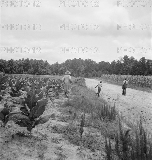 Possibly: Tobacco on Zollie Lyon's place nearly ready for priming, Wake County, North Carolina, 1939 Creator: Dorothea Lange.