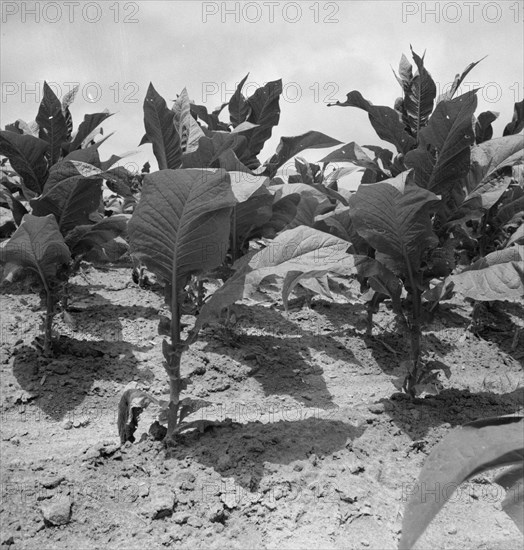 Possibly: Tobacco on Zollie Lyon's place nearly ready for priming, Wake County, North Carolina, 1939 Creator: Dorothea Lange.